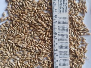 Quality: moisture 12.5; weediness 2; grain admixture 1; Natural