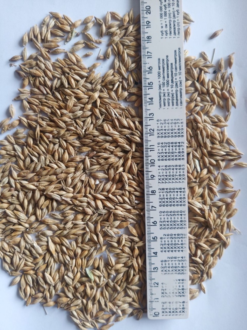 Quality: moisture 12.5; weediness 2; grain admixture 1; Natural weight 620-640 Delivery to EU by truck or by railway