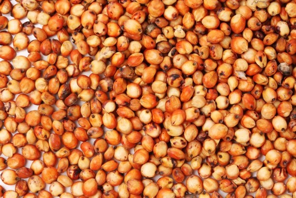 Sell ​​corn, rapeseed, sorghum, sunflower from 20 tons