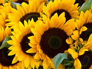 Sell ​​corn, rapeseed, sorghum, sunflower from 20 tons