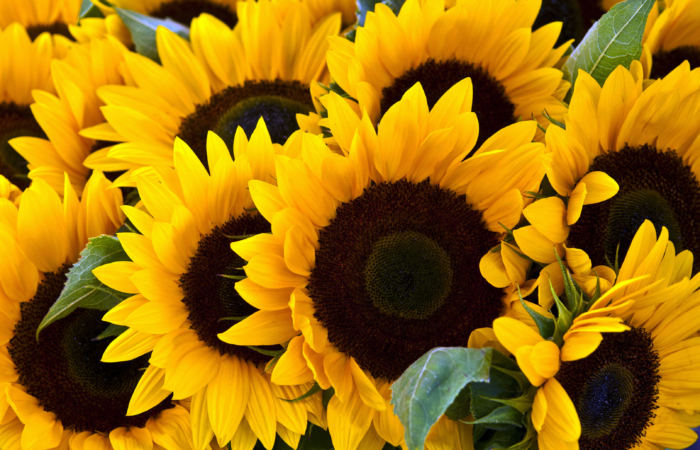 Sell ​​corn, rapeseed, sorghum, sunflower from 20 tons