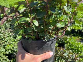 I will sell wholesale quantities of mint in pots,