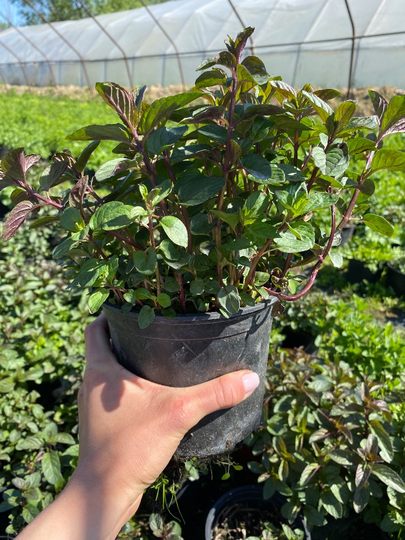 I will sell wholesale quantities of mint in pots, a mint pot 12 cm -5 PLN, a mint pot 15 cm - PLN 8