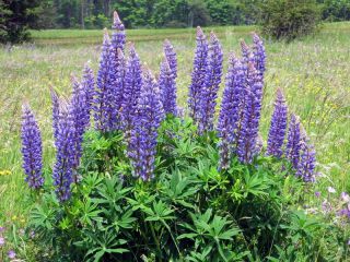 Sweet narrow-leaved blue lupine