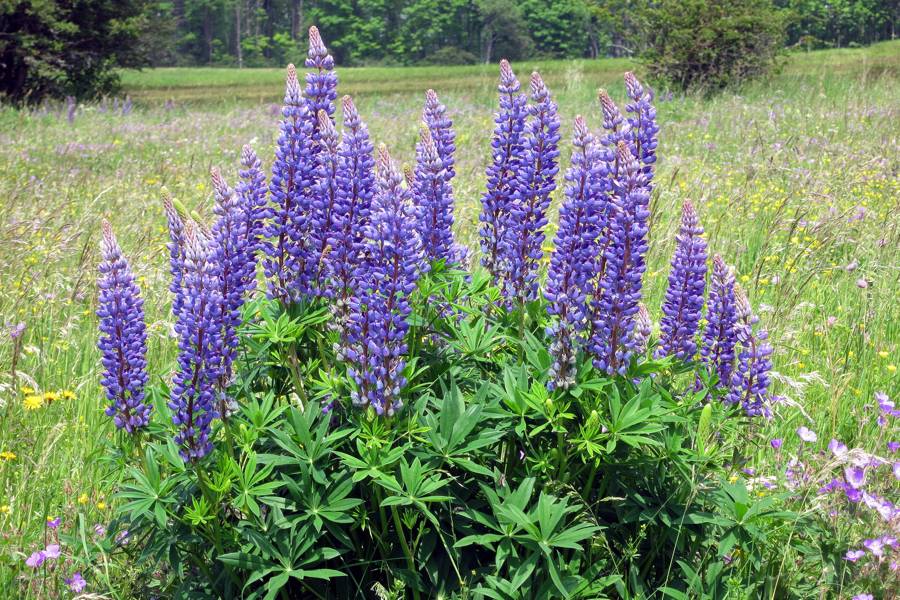 Sweet narrow-leaved blue lupine