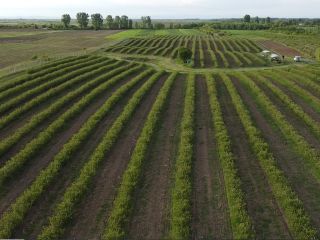 Organic Farm from Romania.