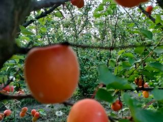I sell apricots of different qualities at retail and