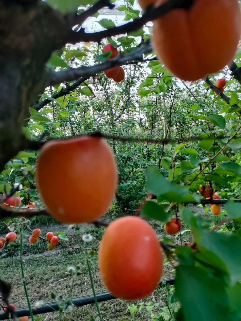 I sell apricots of different qualities at retail and wholesale