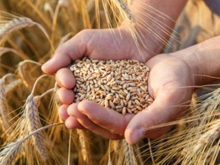 I will sell 500 tons of wheat from Ukraine,