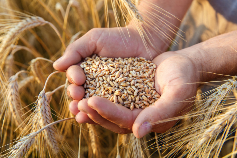 I will sell 500 tons of wheat from Ukraine, 3rd class