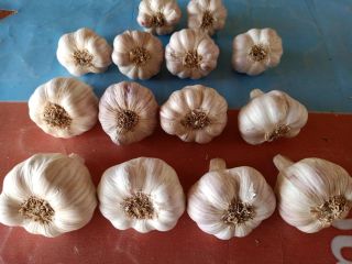 Garlic from Egypt