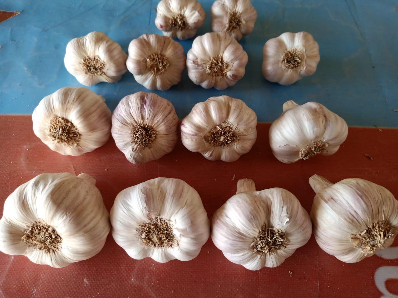 Garlic from Egypt