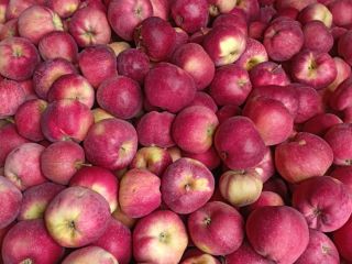 I will sell a beautiful Rubinstar and Alwa, dyed,