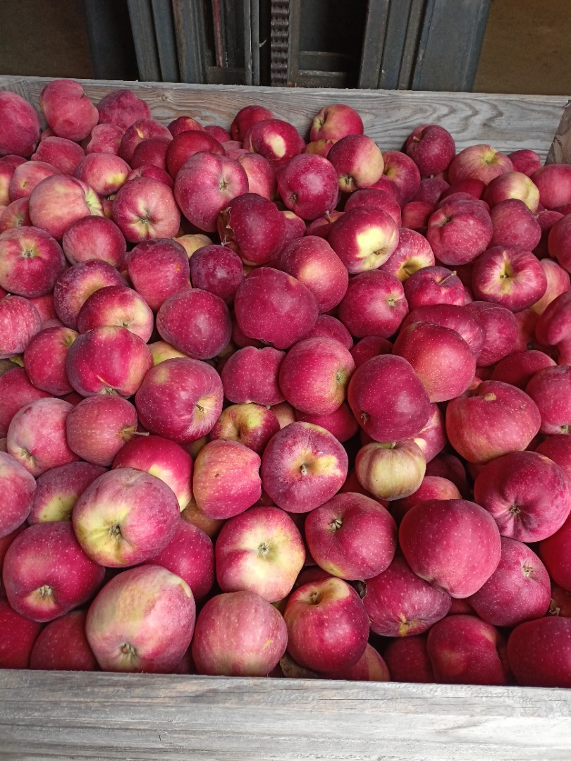 I will sell a beautiful Rubinstar and Alwa, dyed, firm and juicy