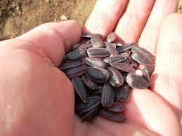 Good afternoon, we are producers of wheat, sunflower, corn from Ukraine