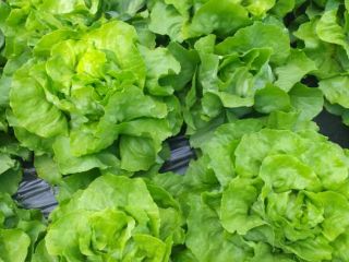 I will sell Bio butter salate without spraying). Wholesale