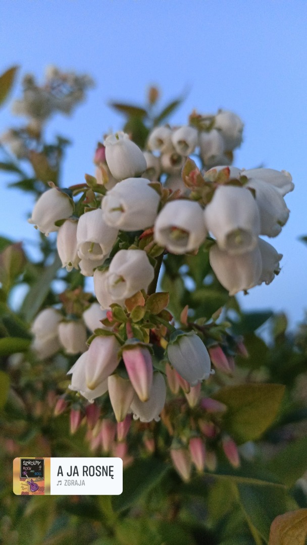 Hello, I am looking for a regular buyer of American blueberries, 300 kg per day, price negotiable