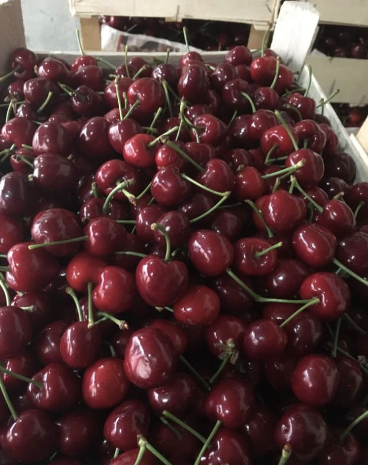 I am offering very huge and healthy cherries, caliber 28+