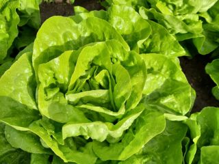 I will sell butter lettuce.