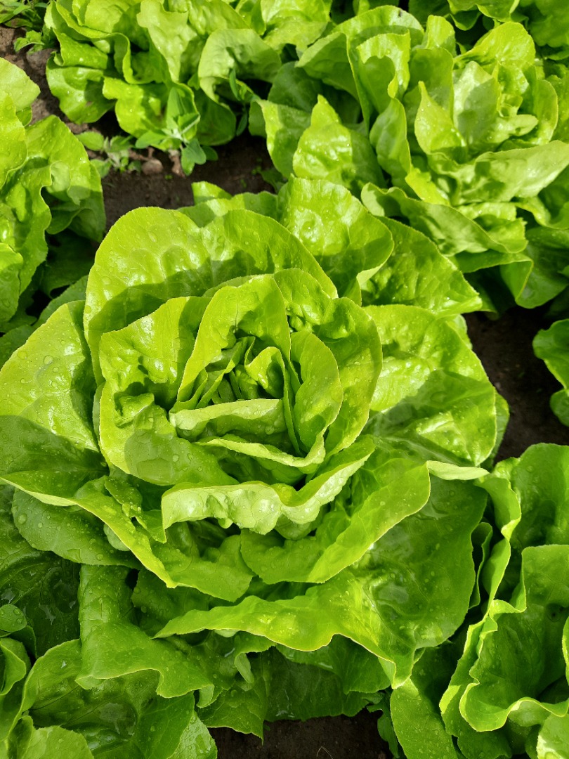 I will sell butter lettuce