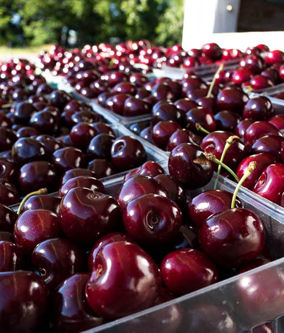 We are looking to partner with companies that offer cherry and plum pitting services, with the option of freezing the fruit