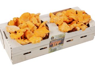 I will sell fresh chanterelle mushrooms in the season