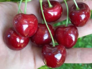 sell cherries, write on Whatsapp or Viber