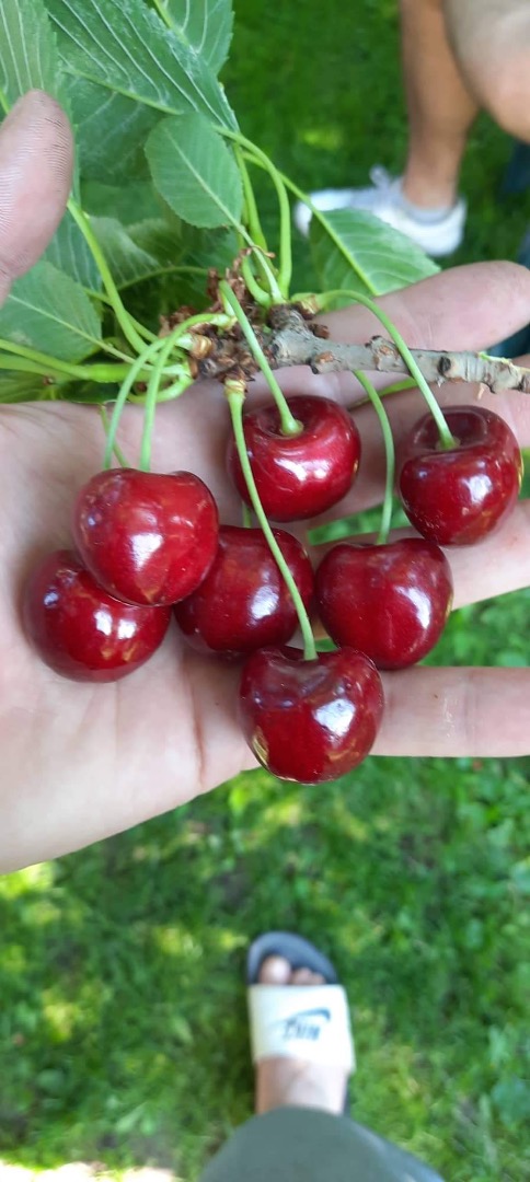 sell cherries, write on Whatsapp or Viber
