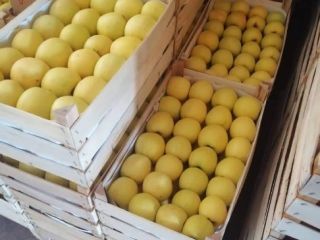 I sell apples of all varieties. Ready from September.