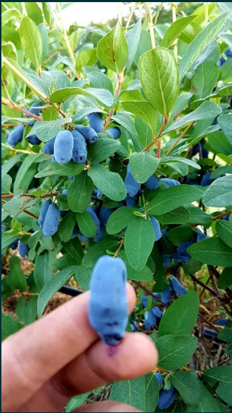 I will work for the season 2022 I will sell Kamchatka berry fruits from my own orchard