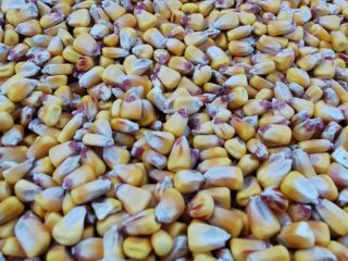 I am selling 2021 pioneer grain corn aquamax quantity