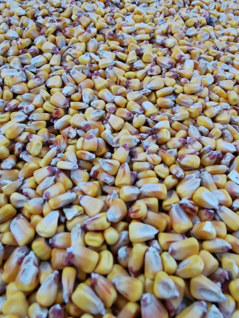 I am selling 2021 pioneer grain corn aquamax quantity 50 tons kept in very good condition price for the whole quantity