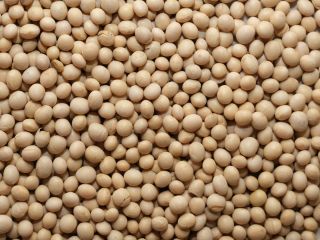 GMO soybean: Humidity - up to 12% Estimated admixture