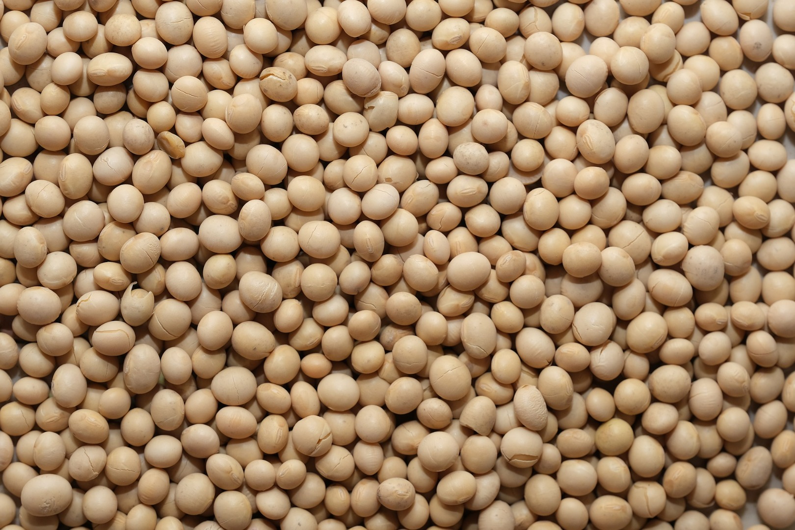 GMO soybean: Humidity - up to 12% Estimated admixture - up to 2% Protein not less than - 34% per wet substance Quantity - 1000 tons Price: by agreement