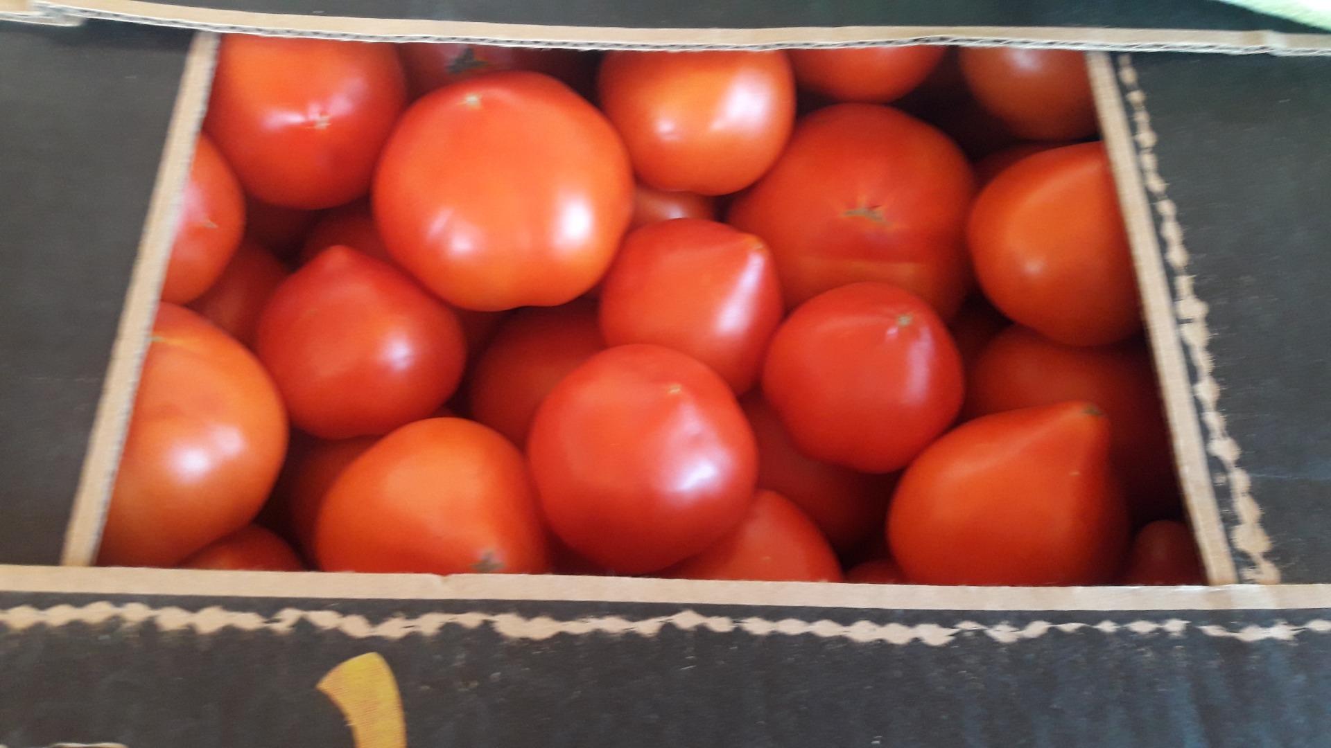 Tomatoes bet and precos