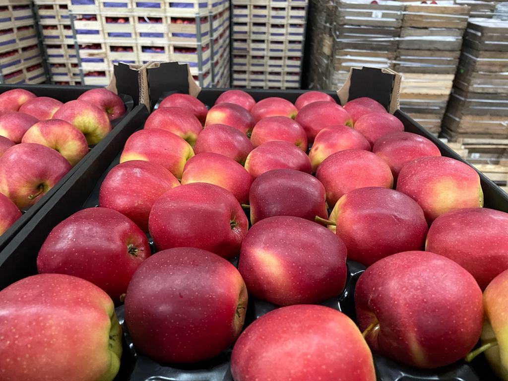 Hello! We are company located in Poland which specializes in export and import of vegetables and fruits all over the Europe