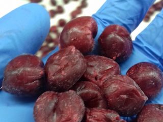IQF pitted bio and conventional sour cherries . High