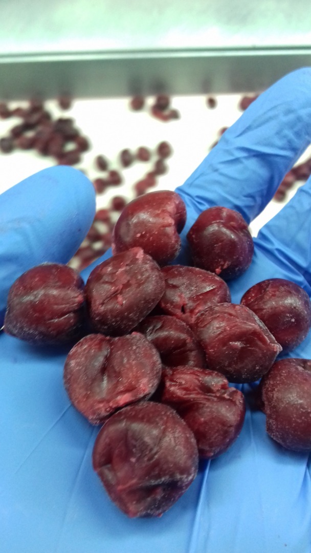 IQF pitted bio and conventional sour cherries