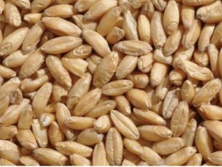 We sell Grade 3 feed wheat production in Kazakhstan.