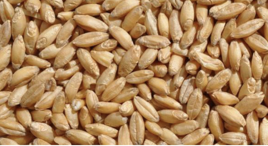 We sell Grade 3 feed wheat production in Kazakhstan