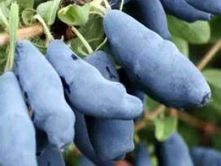 I will sell Kamchatka berries. The fruits are slightly