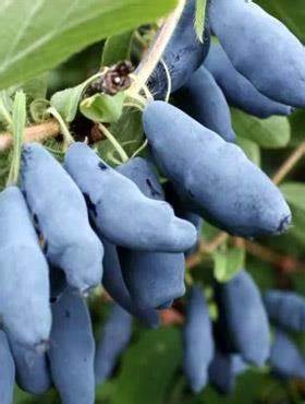 I will sell Kamchatka berries