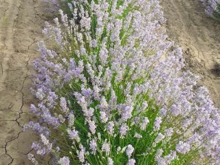 Hi We are a family-owned lavender farm in Romania