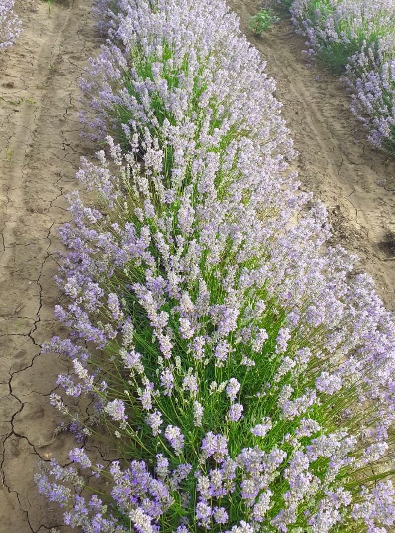 Hi We are a family-owned lavender farm in Romania and we would be happy to provide excellent quality lavender oil