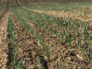 I am selling garlic, quality 1 Quantity available 20