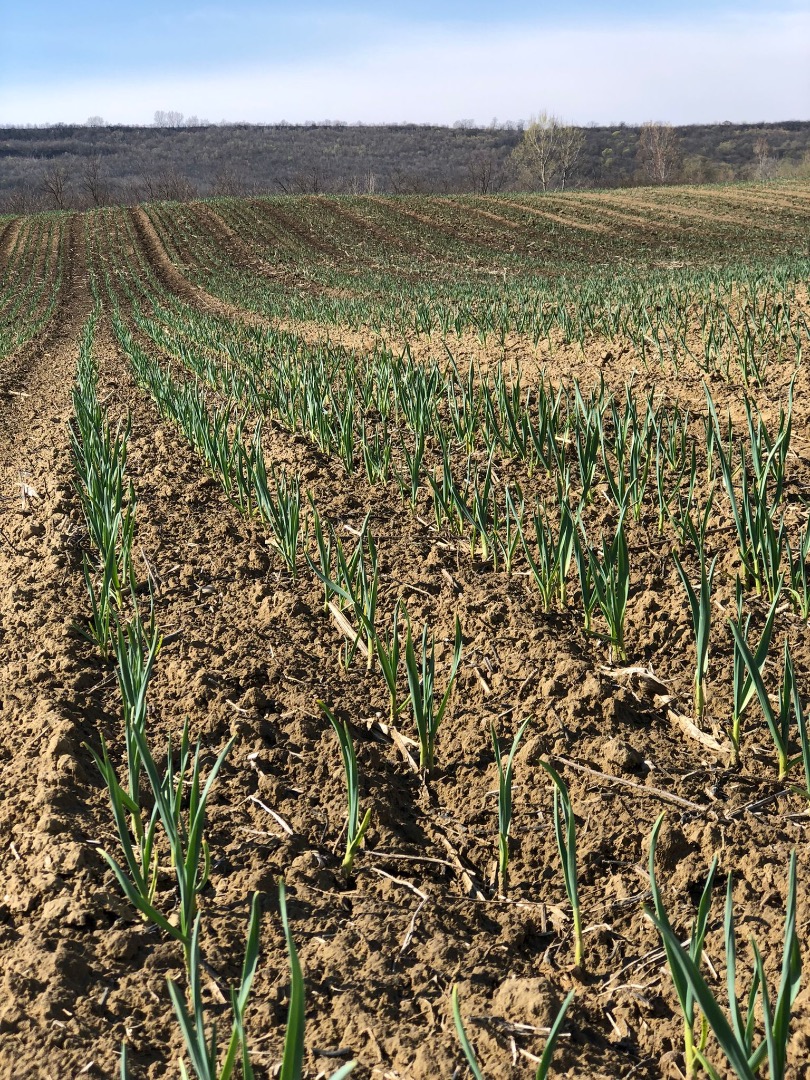 I am selling garlic, quality 1 Quantity available 20 t The invoice and documents required for transport are provided
