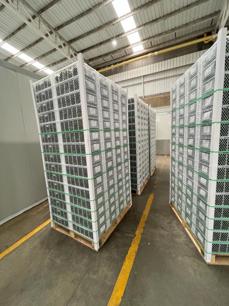 Our company in Colombia, we observe the cold chain from the harvest of the farm, continues in the packing house, Cartagena port, to the warehouse in Malaga