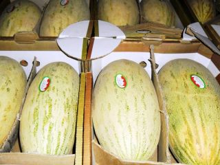 Dear friends I offer you sweet melon from Uzbekistan