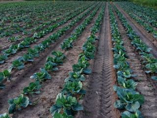 I will sell white cabbage, possible delivery to Poznań