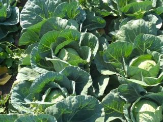 Bau Fresh SRL sells high-quality white cabbage. Price 0.55